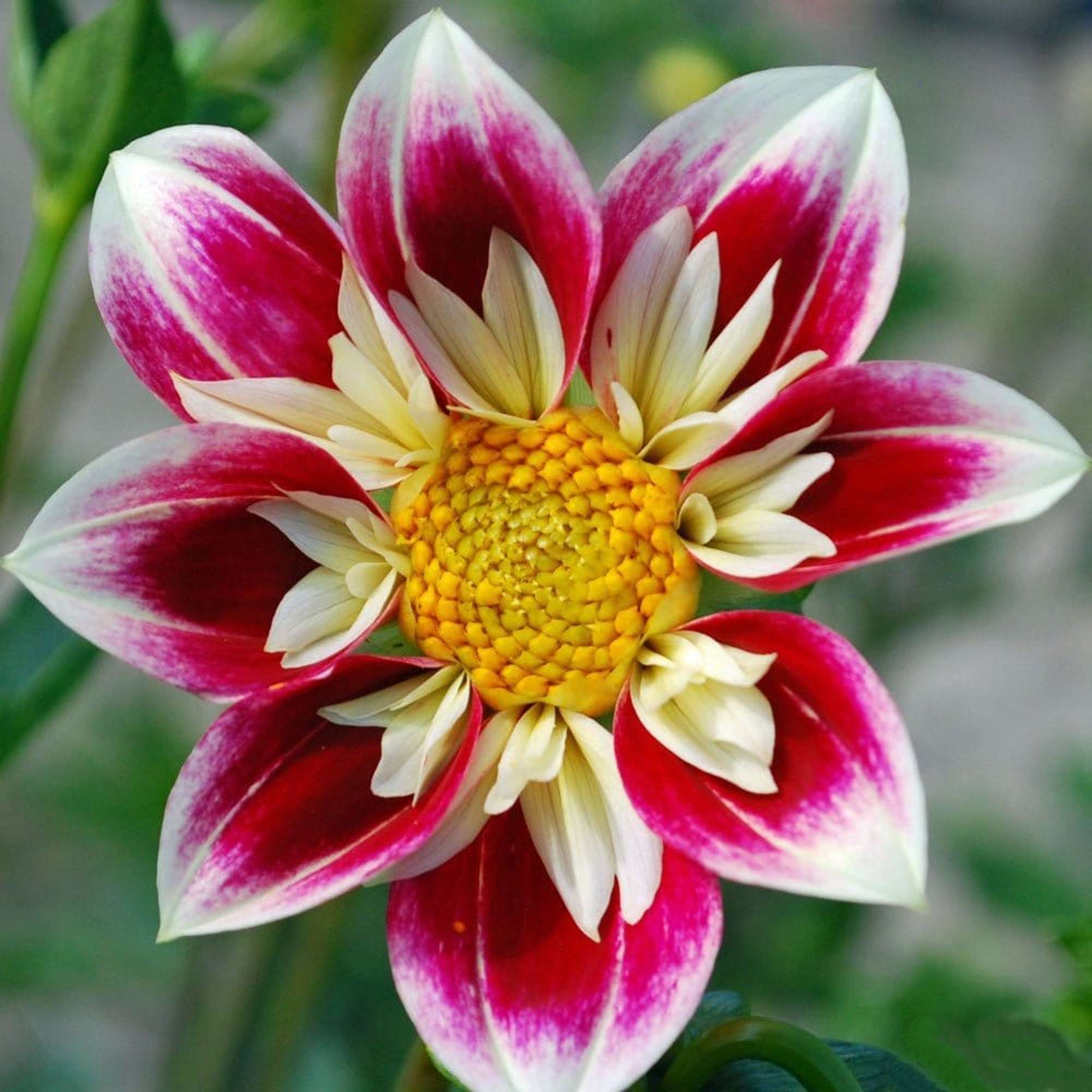 Dahlia 'Fashion Monger'